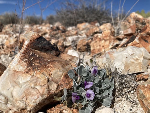 Astragalus newberryi var. aquarii