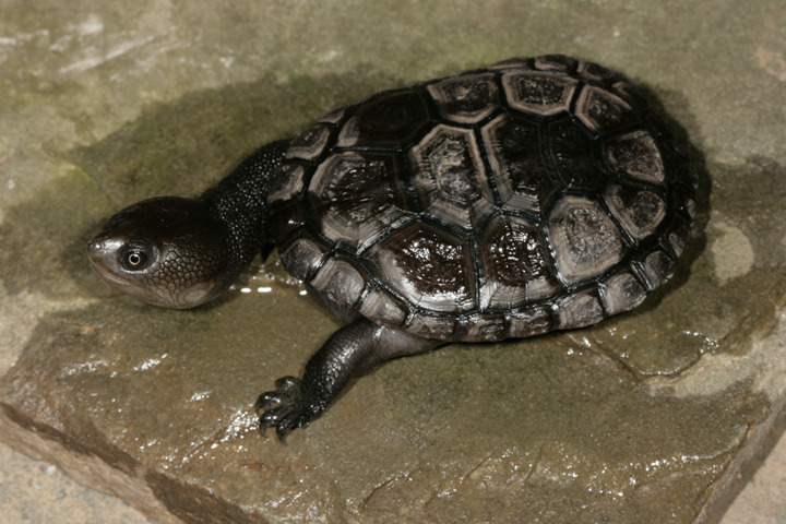 Reimann's Snake-necked Turtle from U.S. on February 01, 1997 by Paul ...