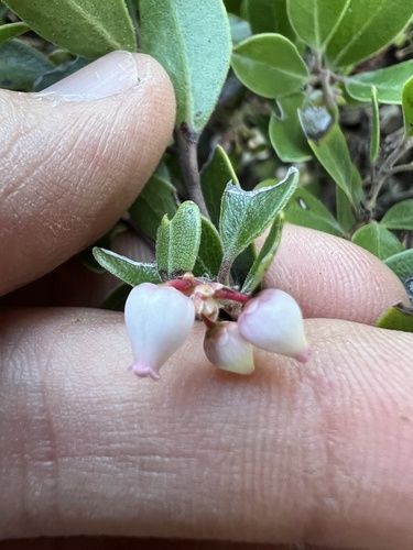 Franciscan Manzanita