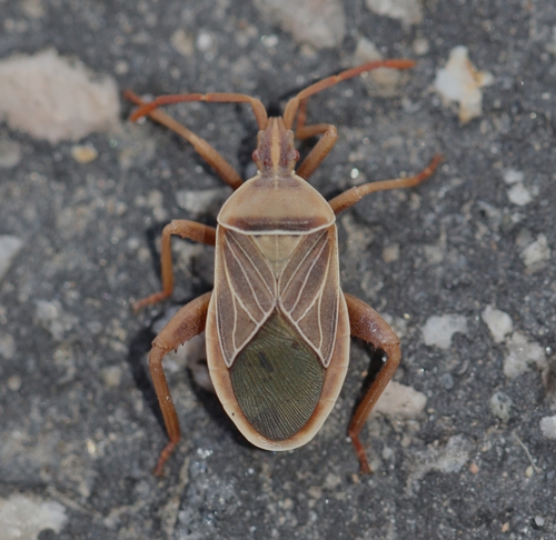 iNaturalist observation photo of Cactus Coreid Bug