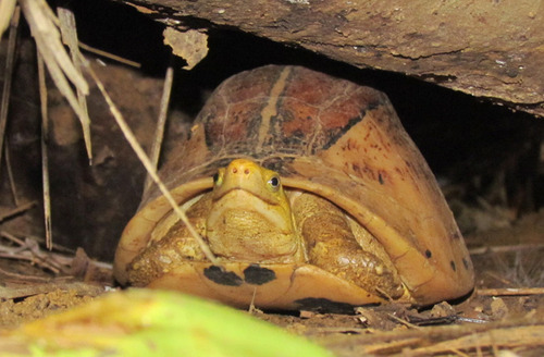 Rùa hộp trán vàng miền Nam