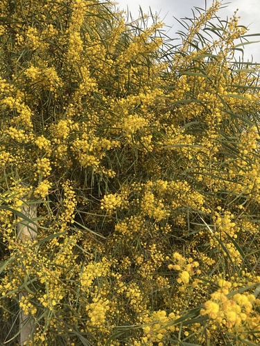 golden wreath wattle
