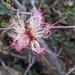 Calliandra eriophylla - Photo (c) Camila Zacharko, όλα τα δικαιώματα διατηρούνται, uploaded by Camila Zacharko