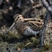 Common Snipe - Photo (c) mohua sinha, all rights reserved, uploaded by mohua sinha