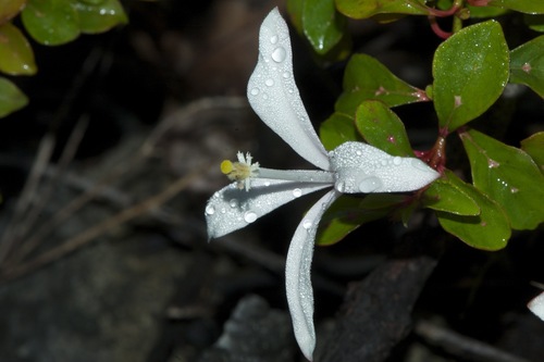 Turraea rhombifolia · iNaturalist