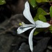 Turraea rhombifolia - Photo (c) Len deBeer, todos los derechos reservados, subido por Len deBeer
