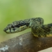 Anamala Pit Viper - Photo (c) Stein Sajan, all rights reserved, uploaded by Stein Sajan