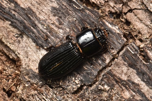 Leptaulax koreanus · iNaturalist