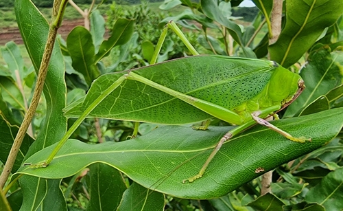 Giant Leaf Katydid