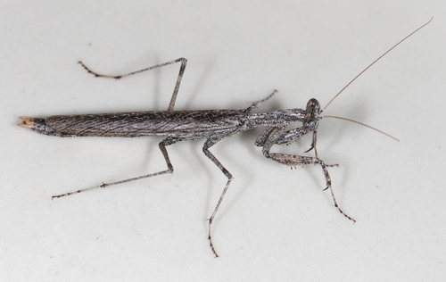iNaturalist observation photo of Obscure Ground Mantis