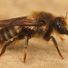 Megachile pyrenaica - Photo (c) Henk Wallays, all rights reserved