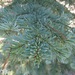 Coast Ranges Subalpine Fir - Photo (c) epinghung, all rights reserved, uploaded by epinghung