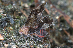 Image of Tetrasteira trimaculata