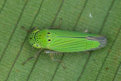 Hortensia similis image