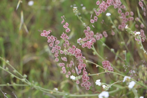 Thysanocarpus curvipes ssp. curvipes