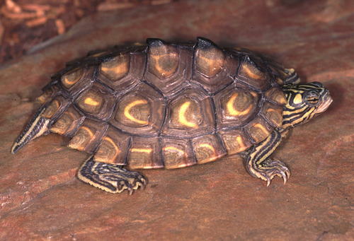 Yellow-blotched Map Turtle