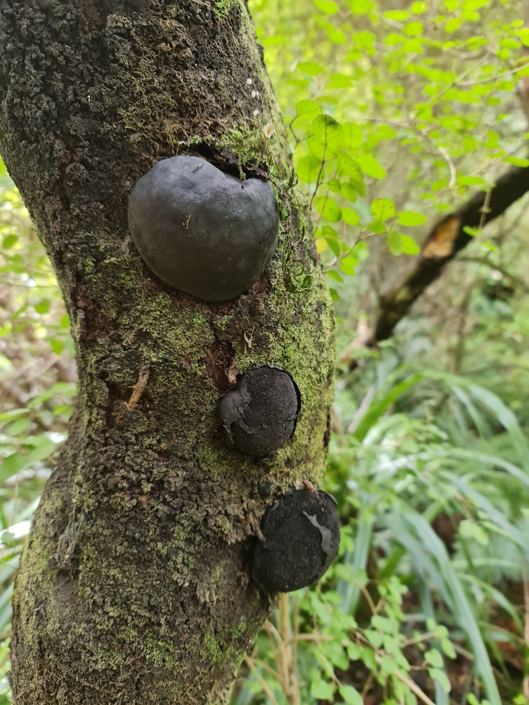 Daldinia from Windwhistle, New Zealand on March 19, 2022 at 0151 PM by