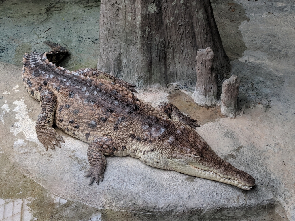 Cocodrilo del Orinoco (Crocodylus intermedius) · Natusfera