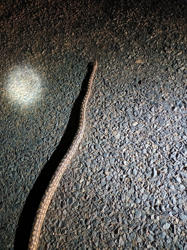 Inland Carpet Python sighting