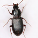 Pterostichus microcephalus - Photo (c) 二班的螺蛳粉, all rights reserved, uploaded by 二班的螺蛳粉