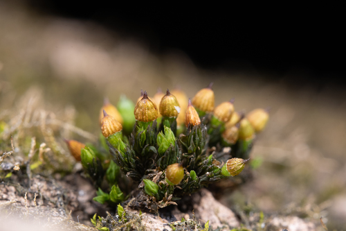 Orthotrichum exiguum