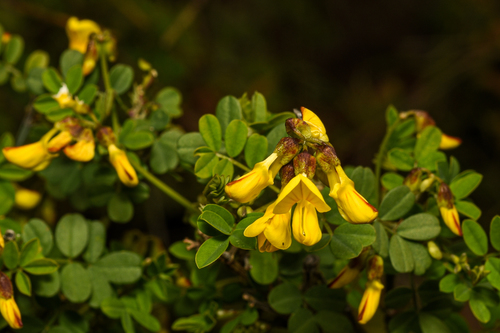 Hippocrepis