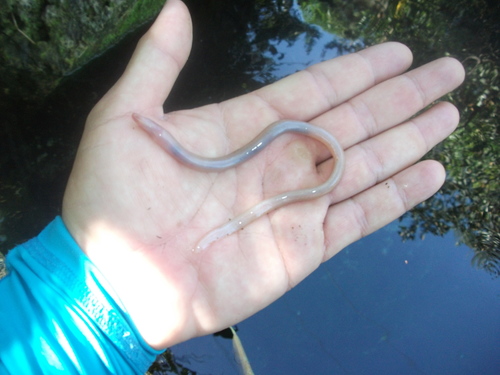 Blind Swamp Eel