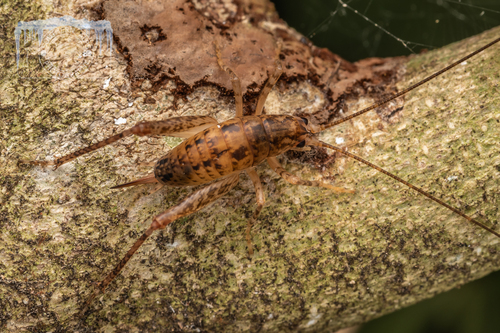 Talitropsis irregularis
