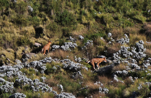 Ethiopian Wolf