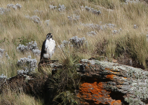 Augur Buzzard