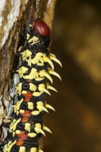 Madagascan emperor moth