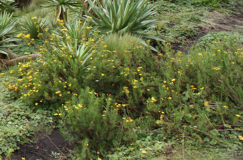 Euryops pinifolius