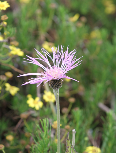 Plectocephalus varians