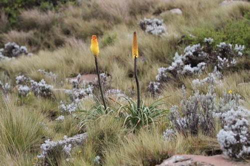 Ethiopian red hot poker