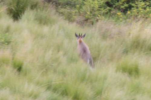 Bush Duiker