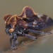 Antialcidas - Photo 由 二班的螺蛳粉 所上傳的 (c) 二班的螺蛳粉，保留所有權利