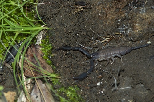 Opisthacanthus madagascariensis