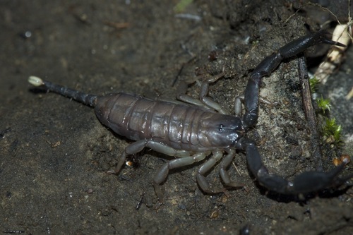 Opisthacanthus madagascariensis
