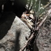 Spondylurus sloanii - Photo (c) drivera2288，保留所有權利