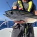 Blackfin Tuna - Photo (c) lewandor, all rights reserved
