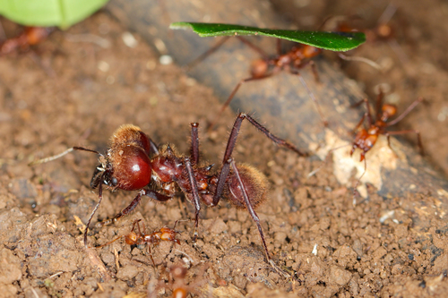 Hairy-headed leafcutter ant