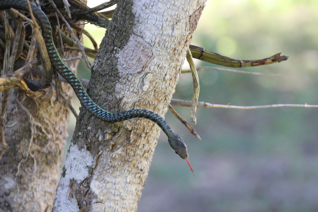Lesser Sundas Python Lesser Sundas bronzeback in May 2019 by ericwachtel · iNaturalist
