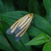 Eurylomia cordula - Photo (c) langlands, כל הזכויות שמורות, הועלה על ידי langlands