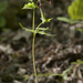 Thaspium trifoliatum trifoliatum - Photo (c) Layla, todos los derechos reservados, subido por Layla
