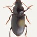 Harpalus calceatus - Photo (c) Евгений Рыбальченко, all rights reserved, uploaded by Евгений Рыбальченко