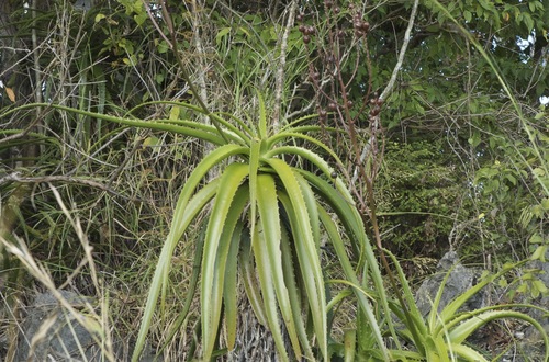 Aloe antonii