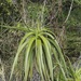Aloe antonii - Photo (c) Len deBeer, all rights reserved, uploaded by Len deBeer