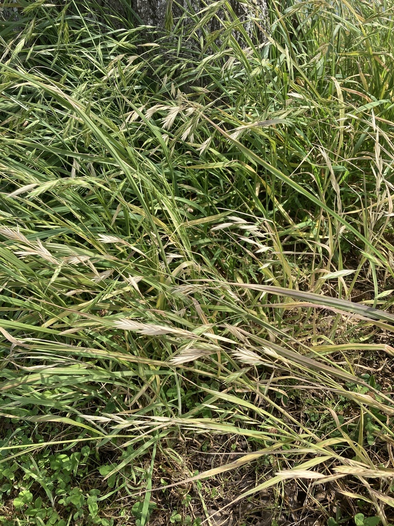 Rescue Brome from Otey Ln, Harleyville, SC, US on March 19, 2022 at 12