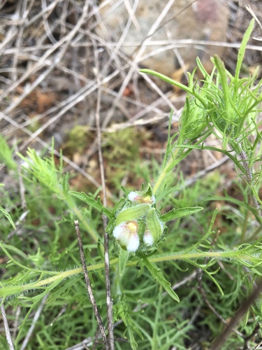 Dicranostegia