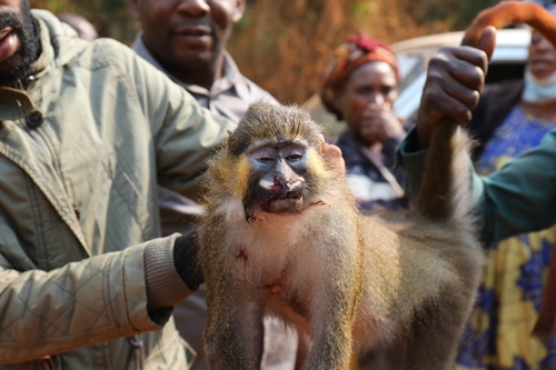 Red-tailed Moustached Monkey